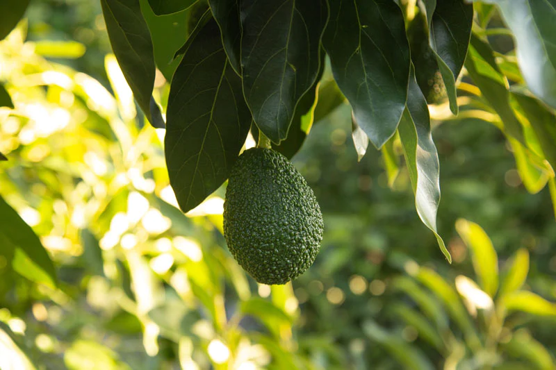 The Good Fat Avocado on a tree