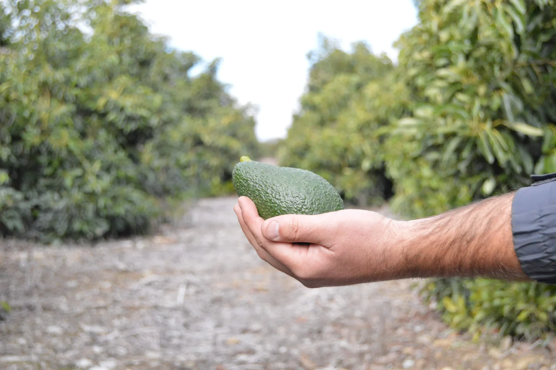 The Good Fat man holding avocado